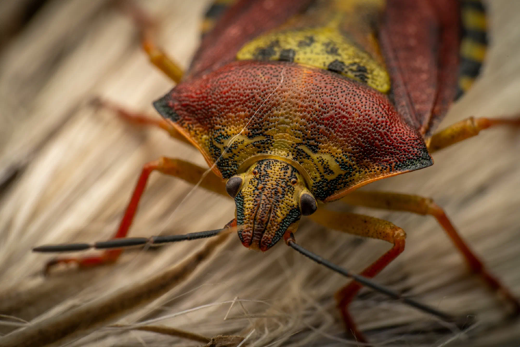 Black-shouldered Shieldbug | Black-shouldered Shieldbug
