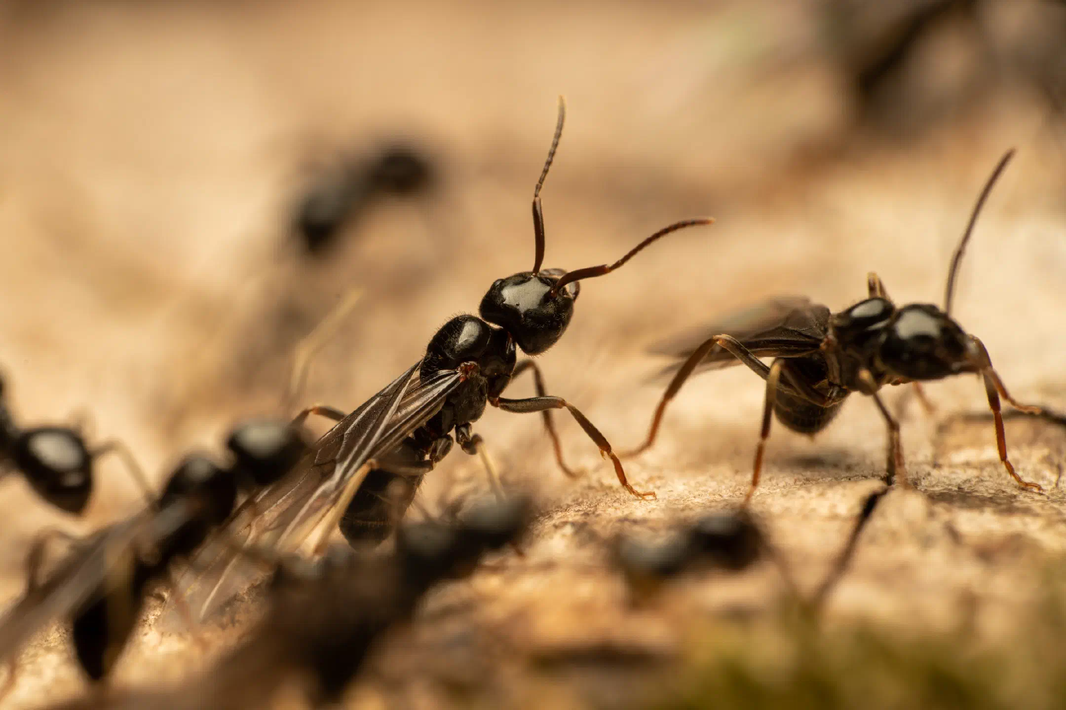 Black Garden Ant | Black Garden Ant