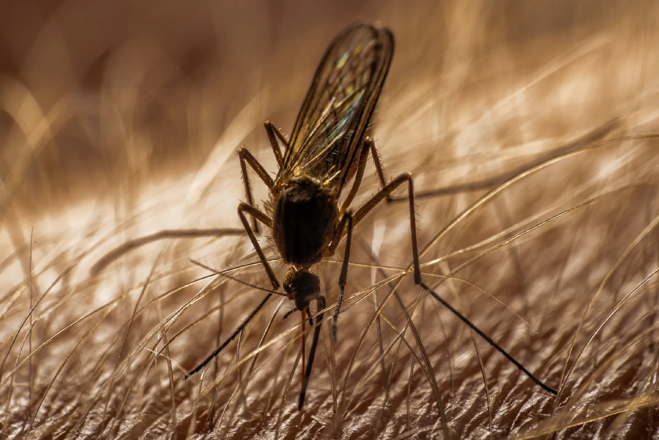 Mosquitoes | Mosquitoes