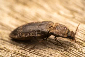 chequered click beetle