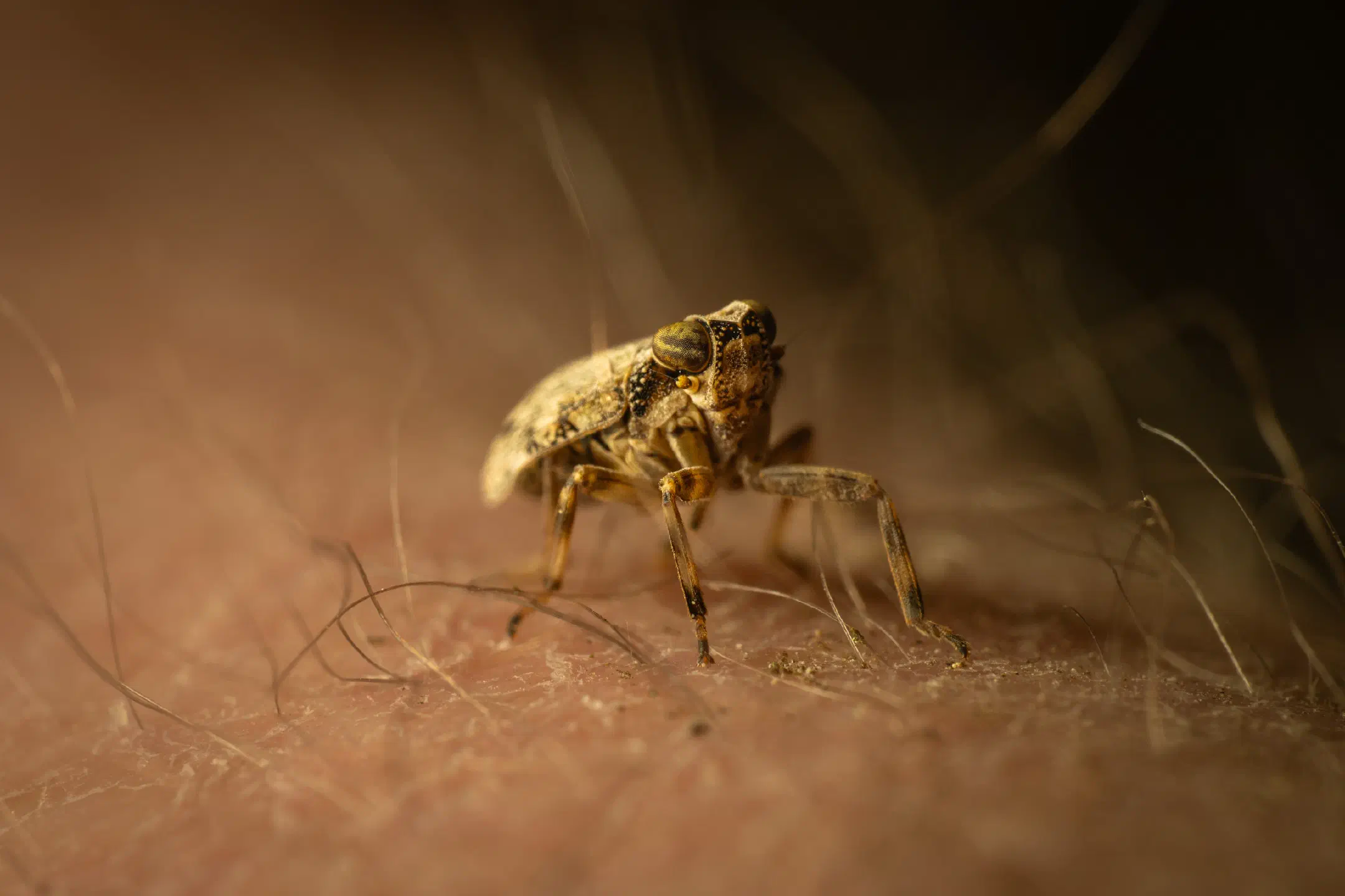 Issus coleoptratus | Issus coleoptratus