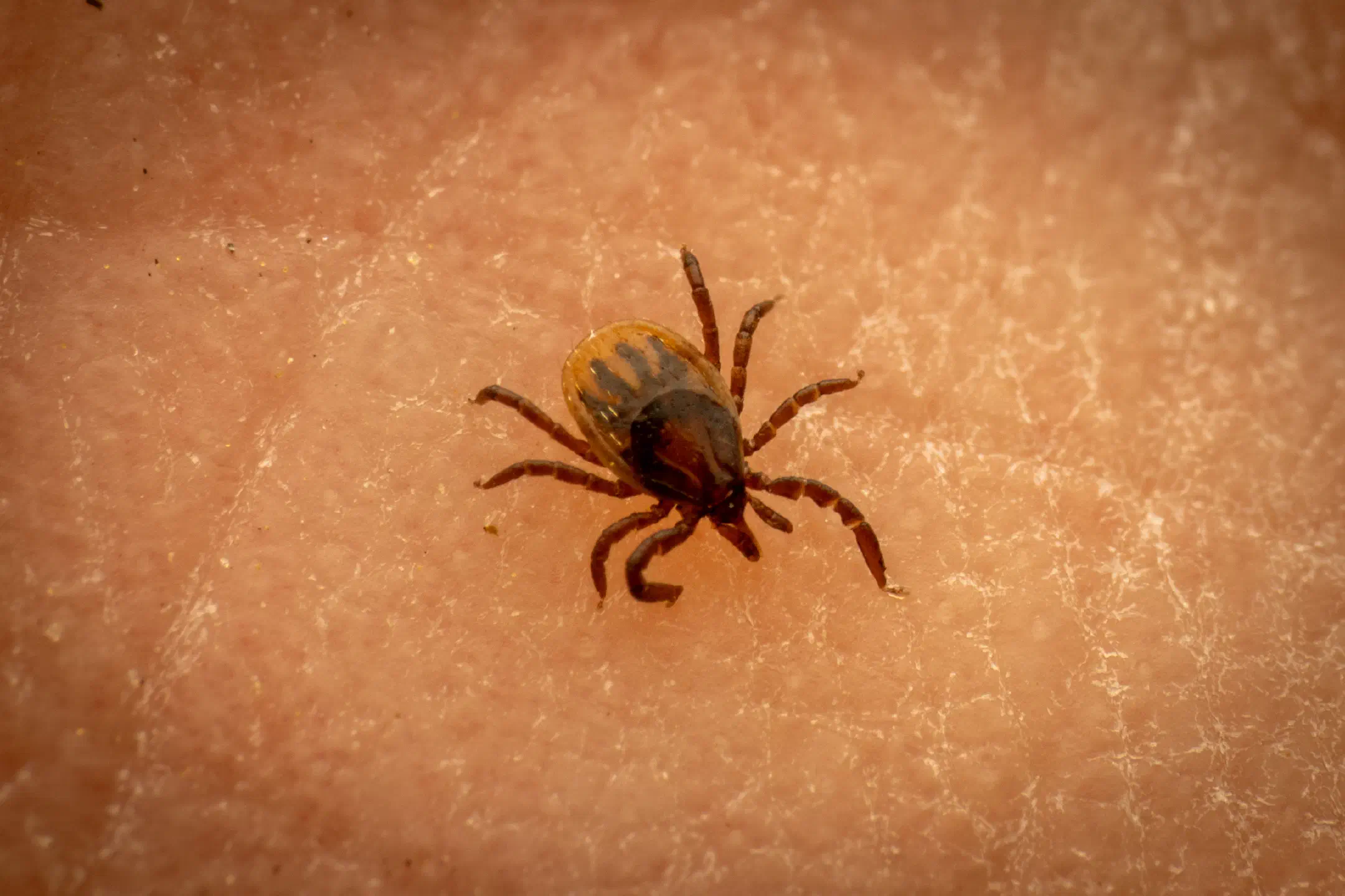 Castor Bean Tick | Castor Bean Tick