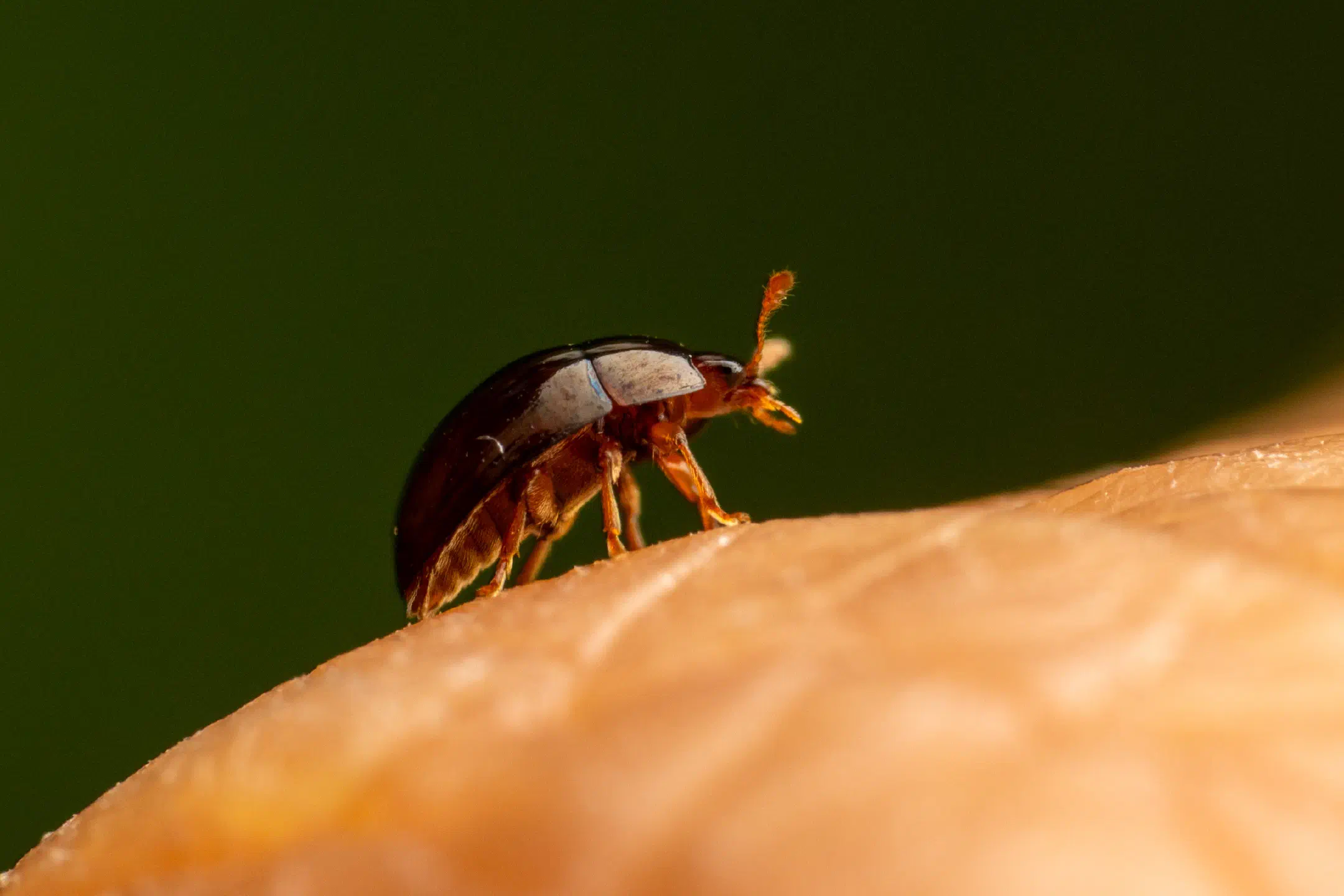 Olibrus bicolor | Olibrus bicolor