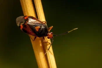 Red-spotted Plant Bug