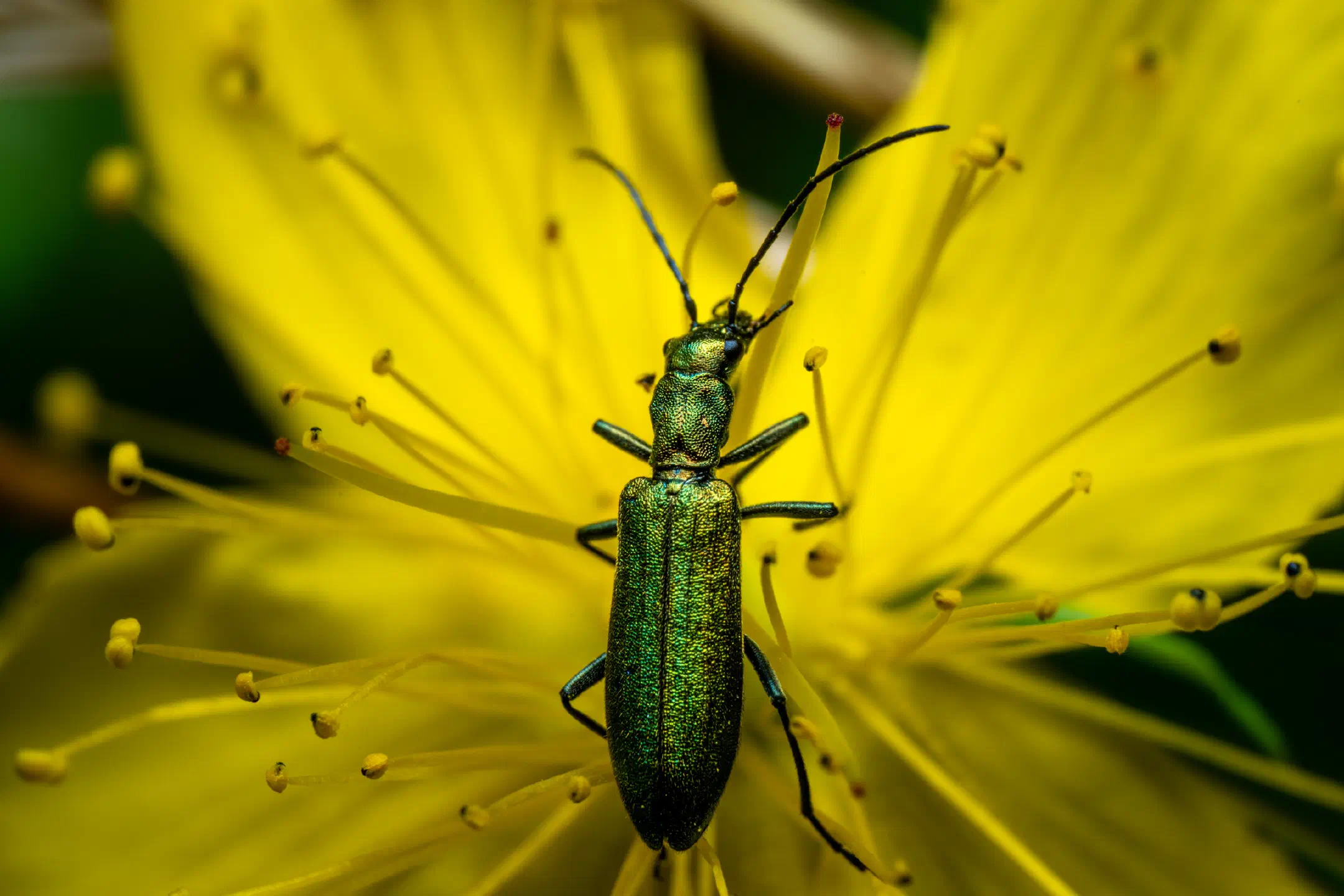 Oedemera virescens | Oedemera virescens