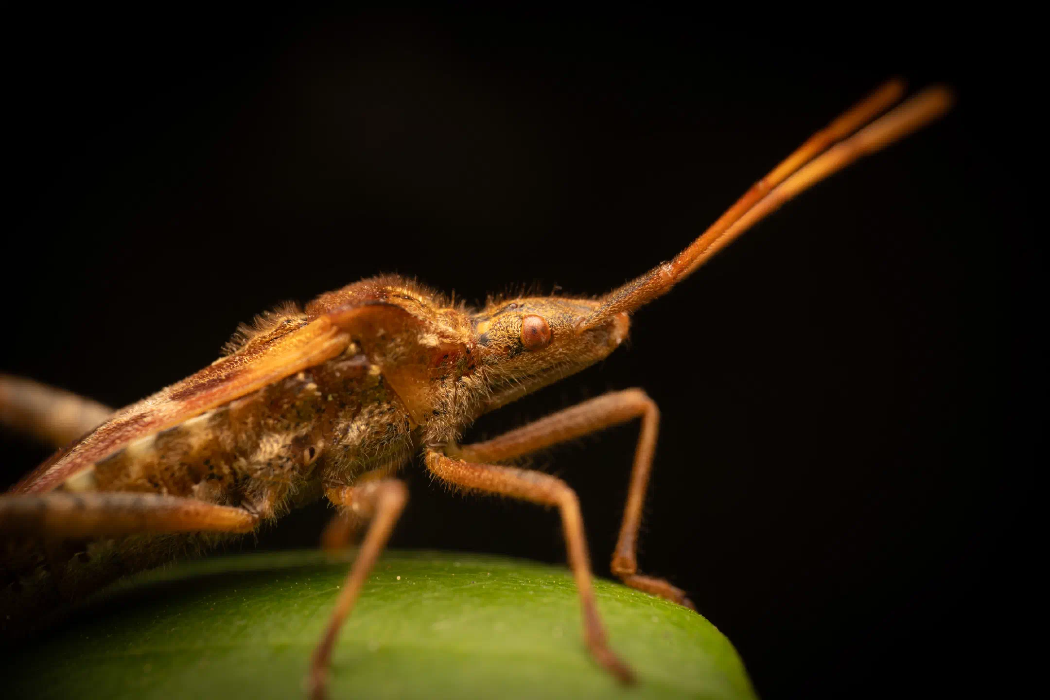 Western Conifer Seed Bug | Western Conifer Seed Bug