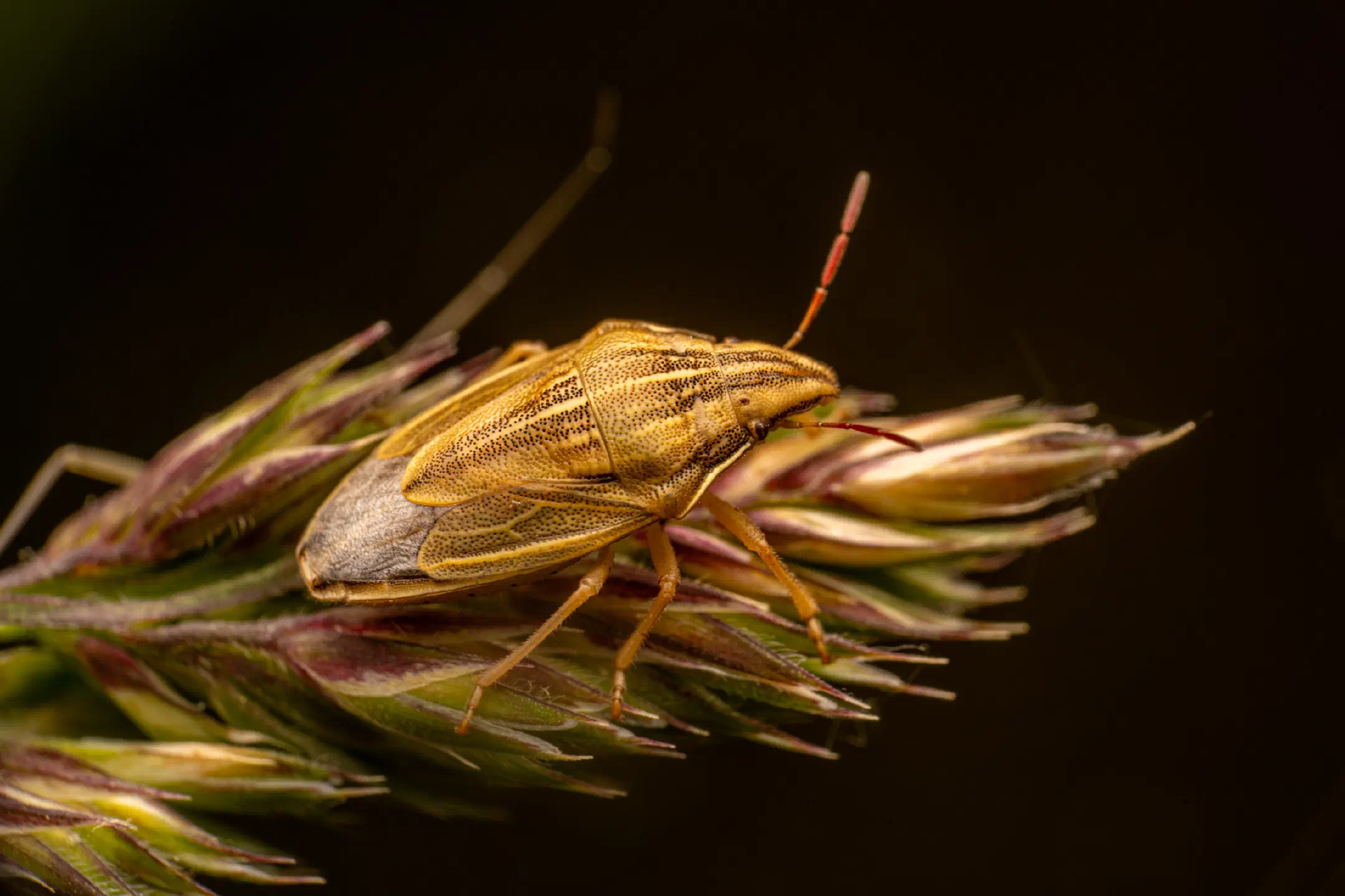 Bishop's Mitre Shield Bug | Bishop's Mitre Shield Bug