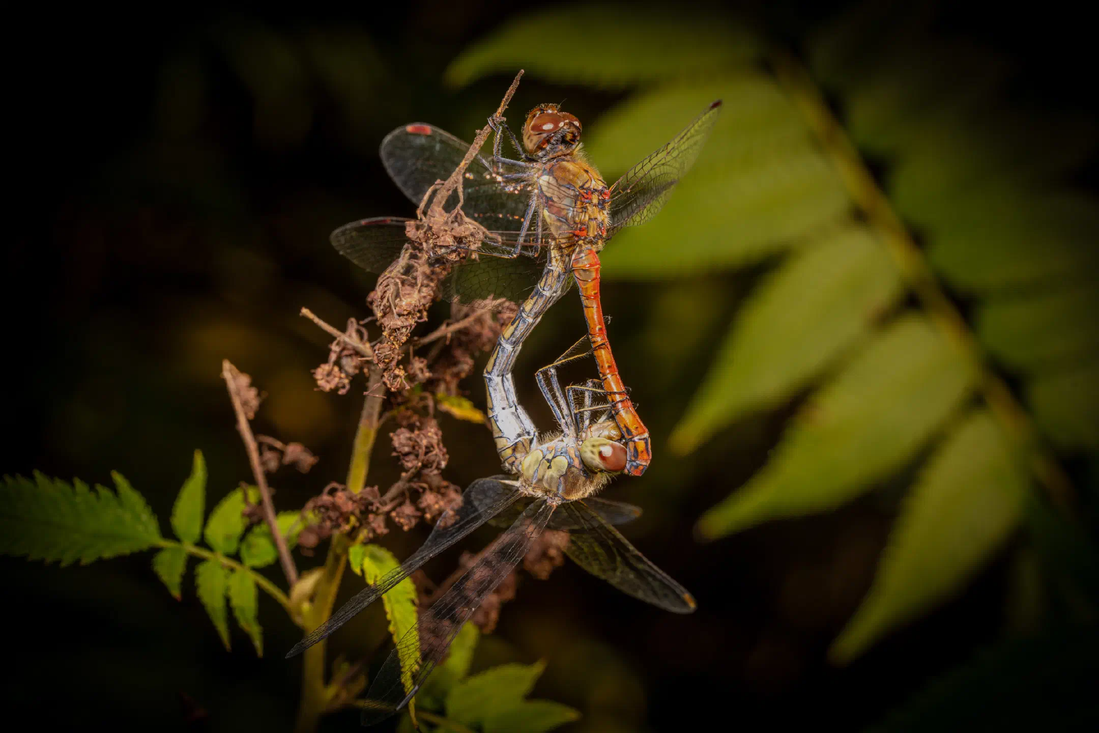 Common Darter | Common Darter