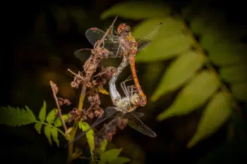 Common Darter