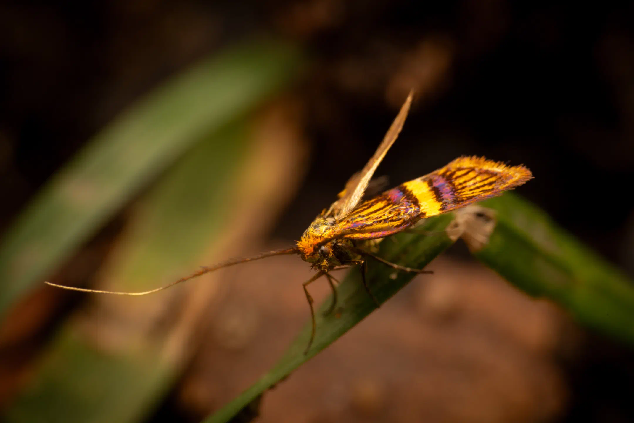 Small Barred Longhorn | Small Barred Longhorn
