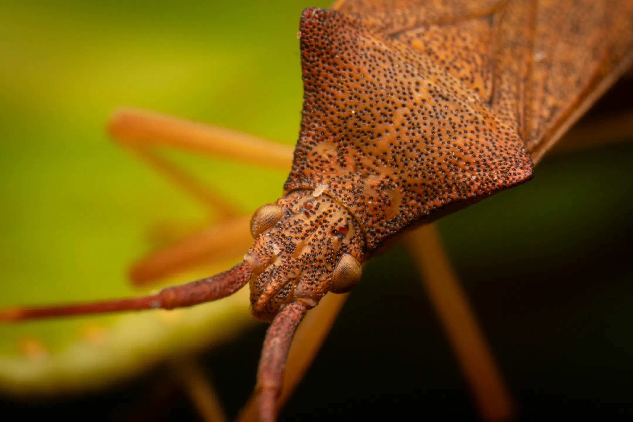 Box Bug | Box Bug