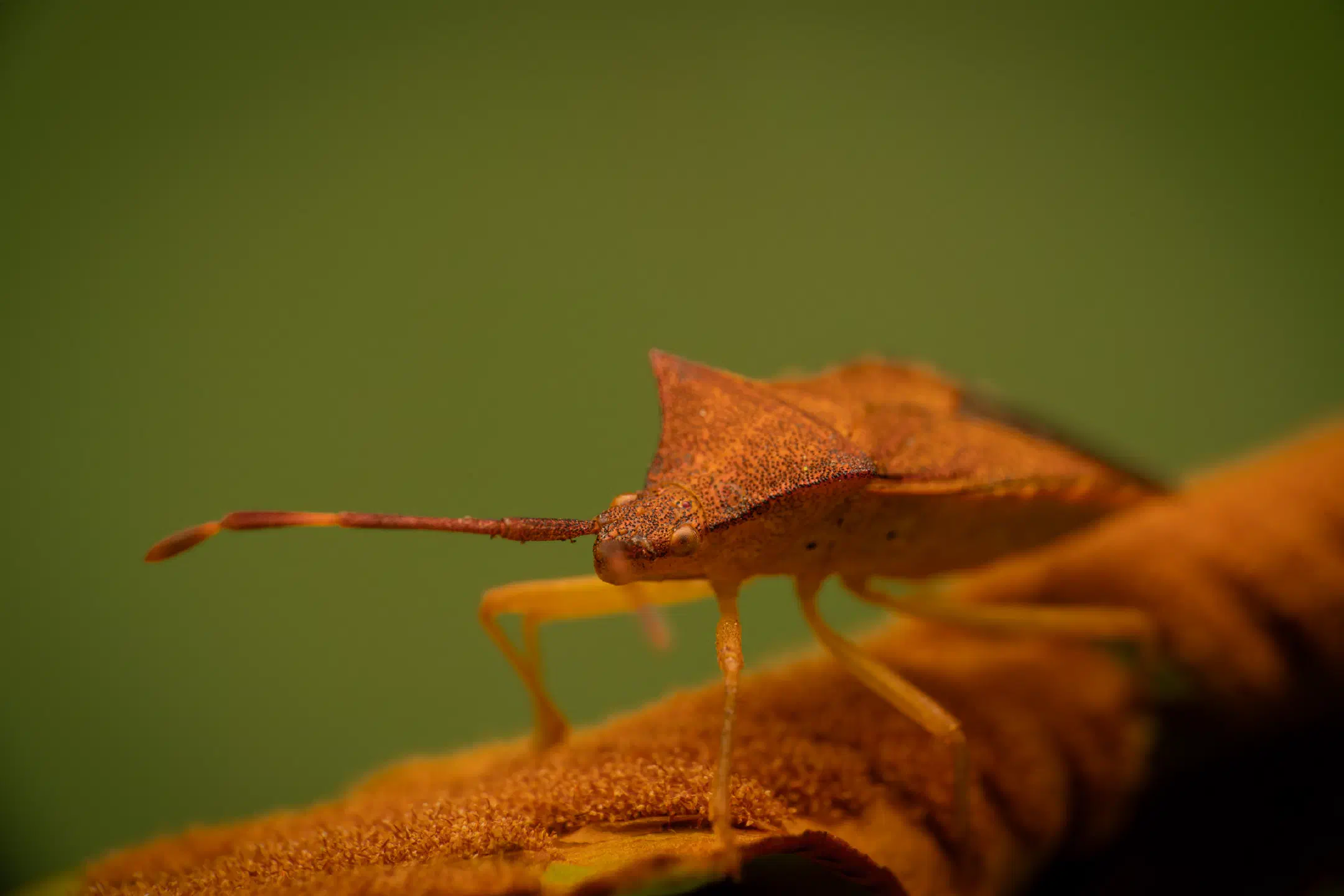 Box Bug | Box Bug