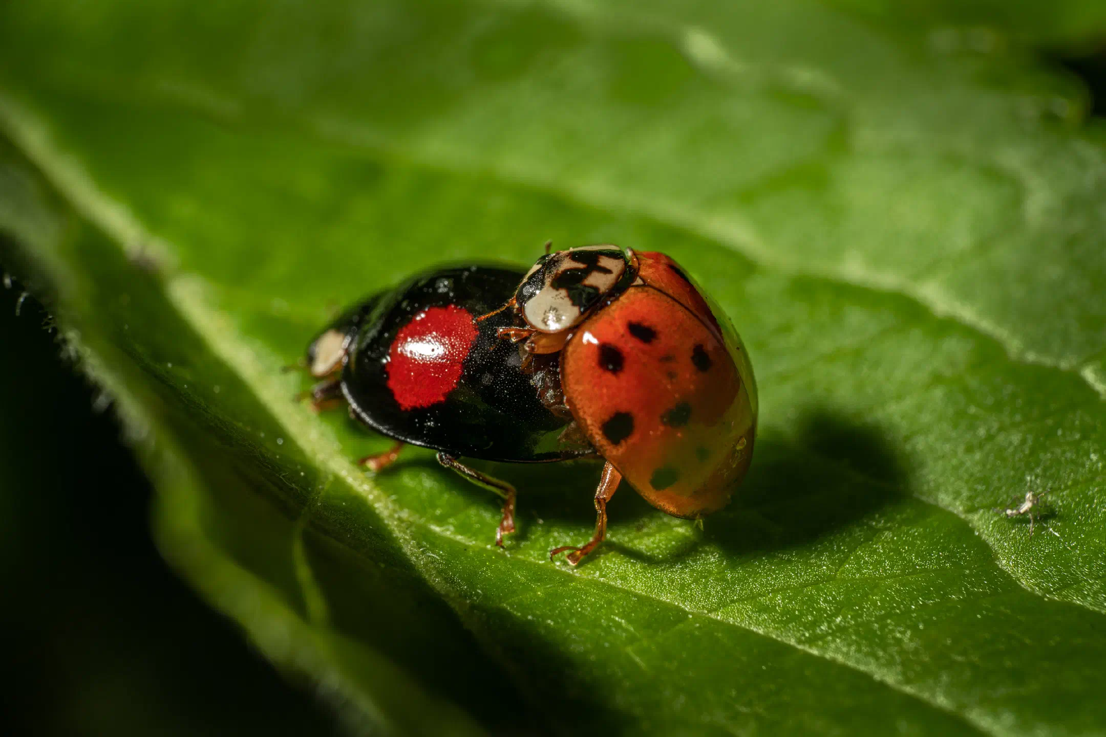 Asian Lady Beetle | Asian Lady Beetle