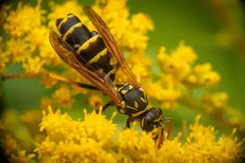 European Paper Wasp