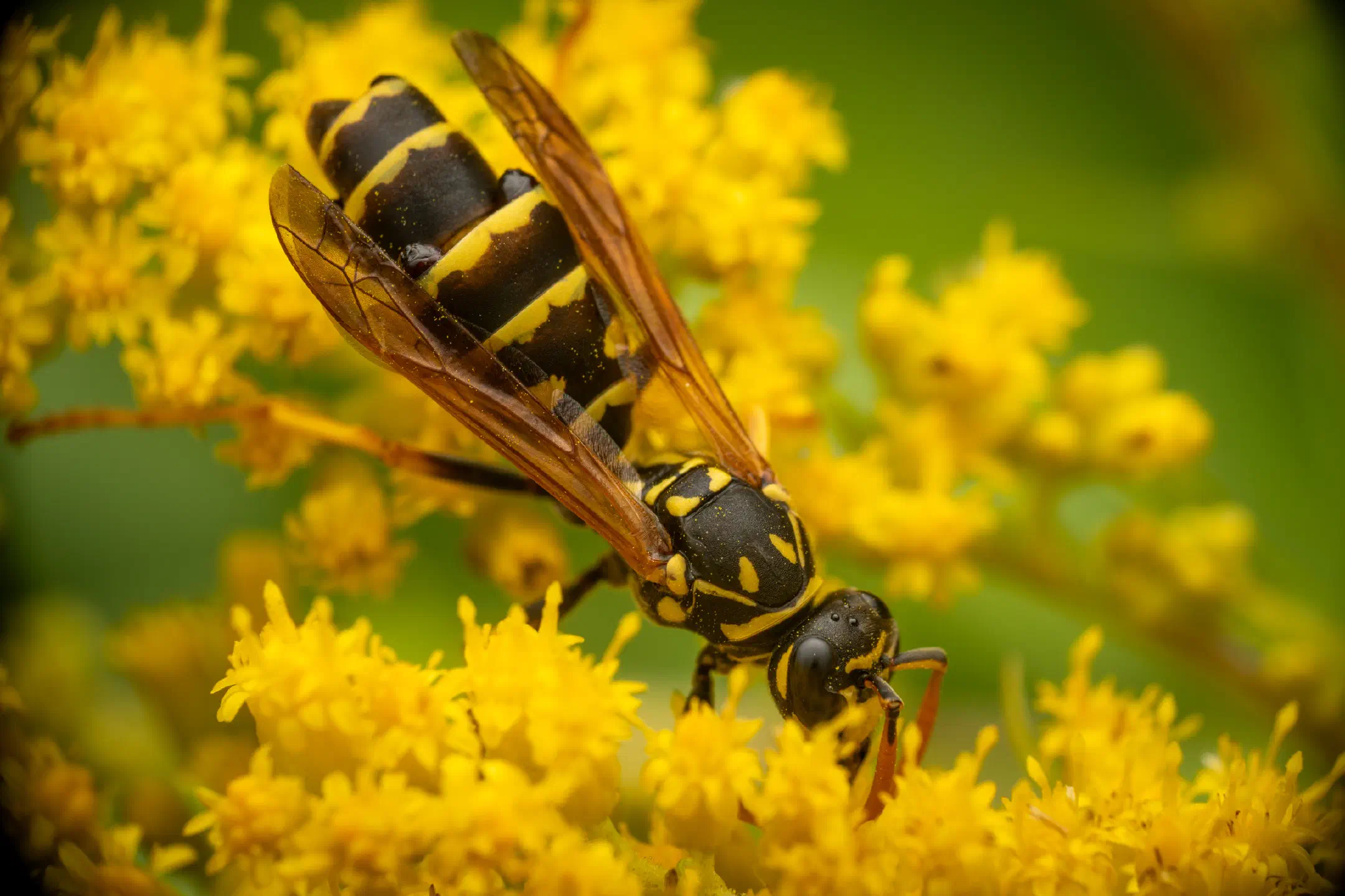 European Paper Wasp | European Paper Wasp