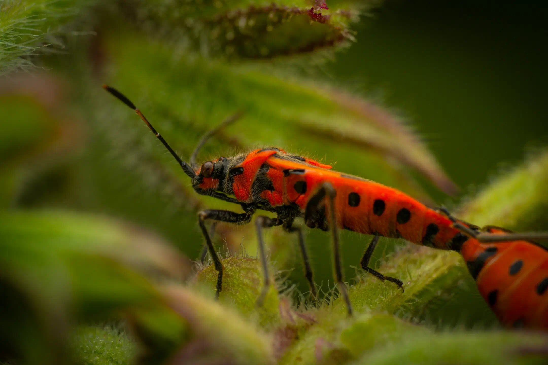 European Firebug | European Firebug