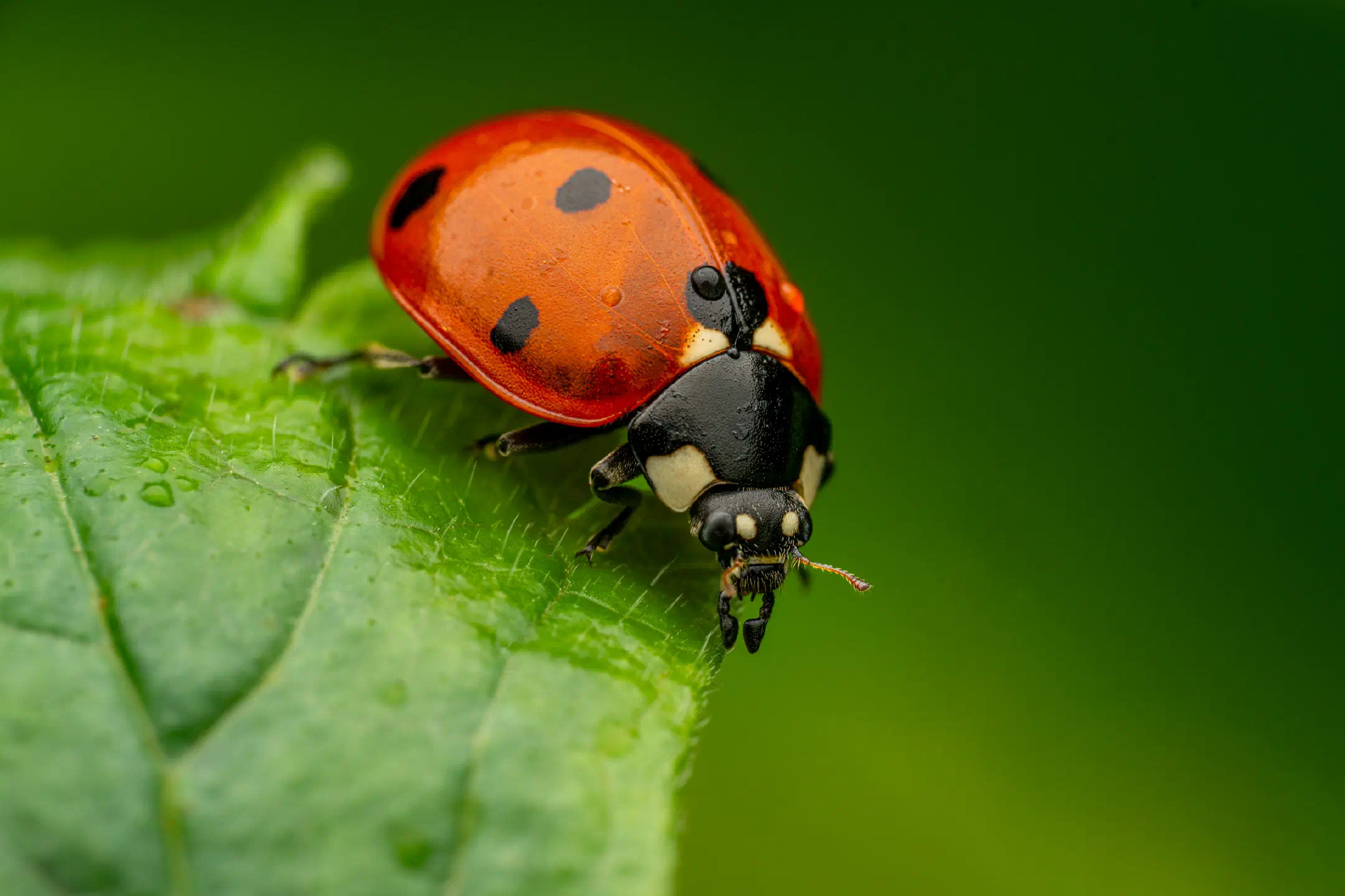 Seven-spotted Lady Beetle | Seven-spotted Lady Beetle