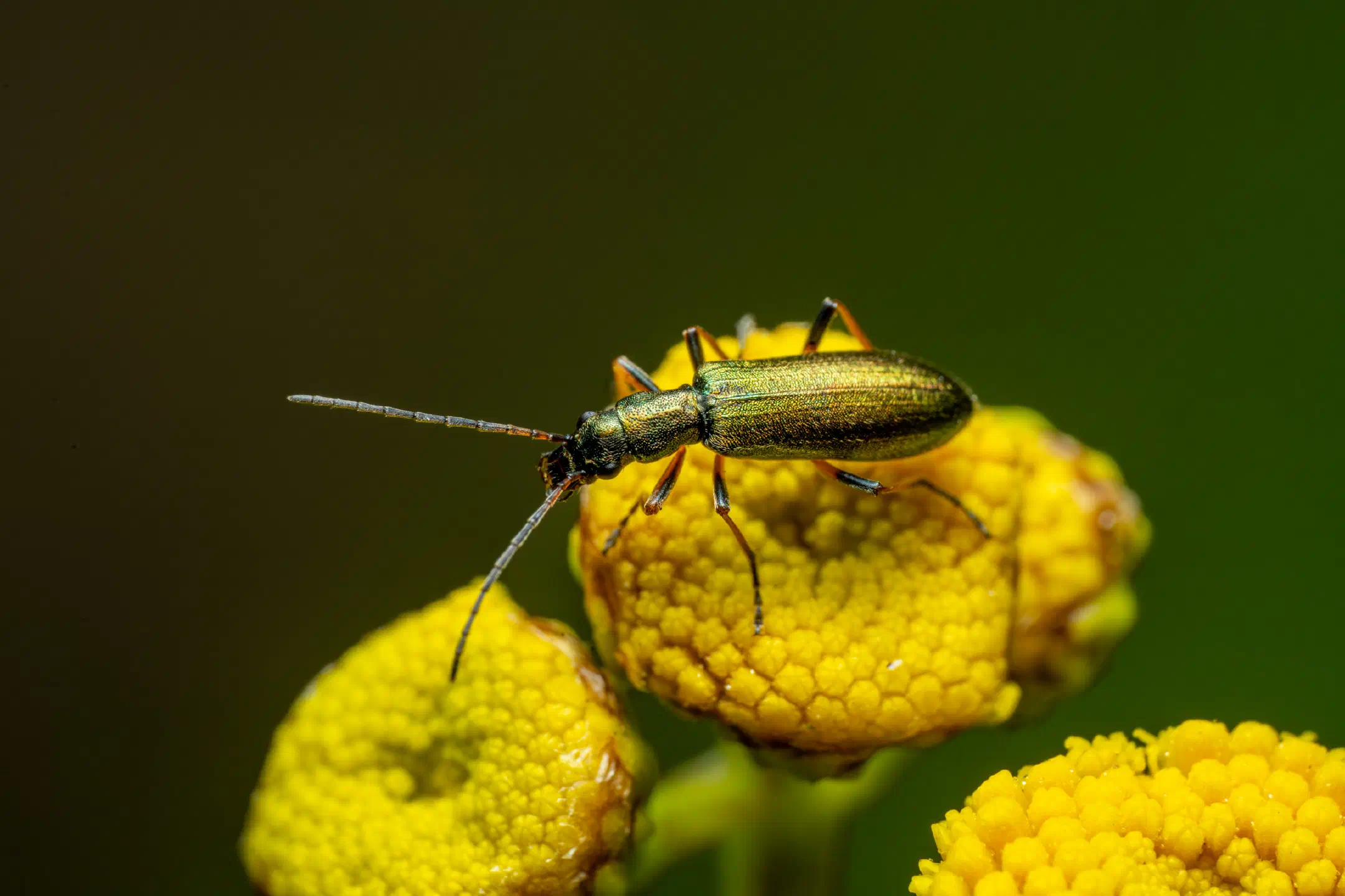 Oedemera virescens | Oedemera virescens