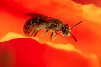 Lasioglossum