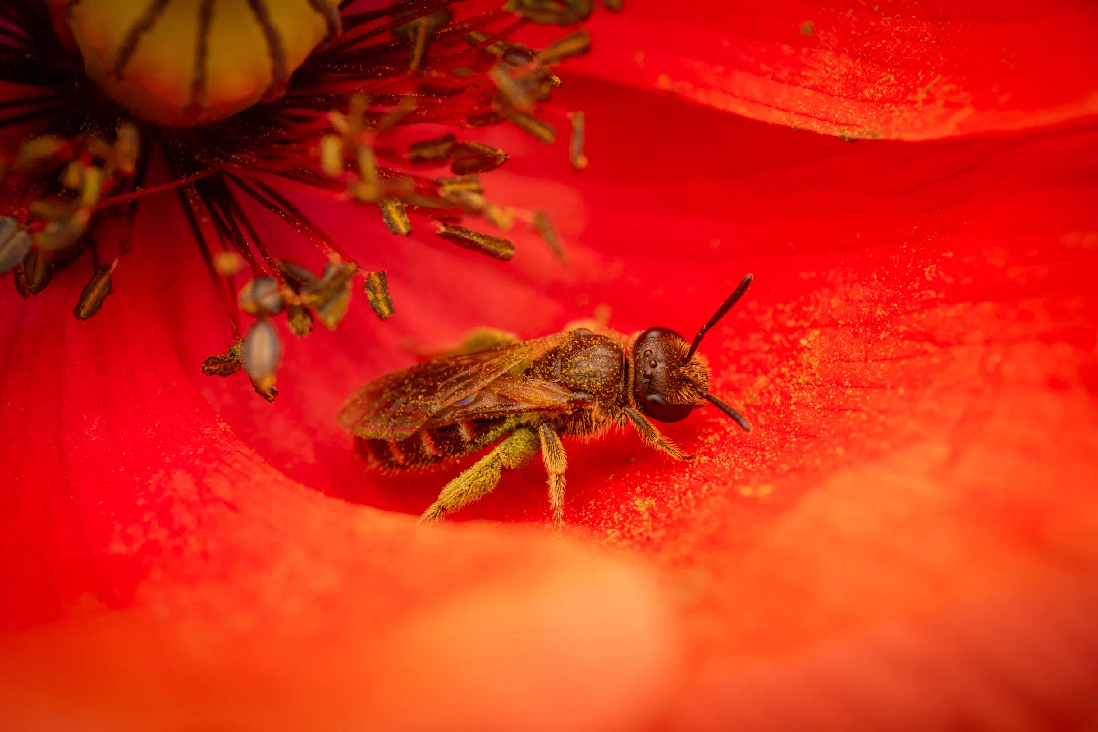Bronze furrow bee | Bronze furrow bee