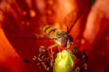 Marmalade Hover Fly