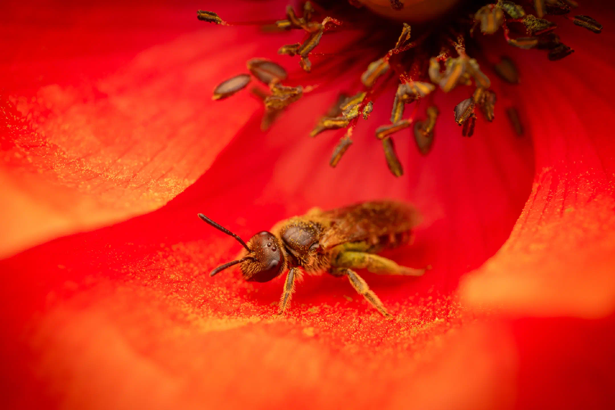 Bronze furrow bee | Bronze furrow bee