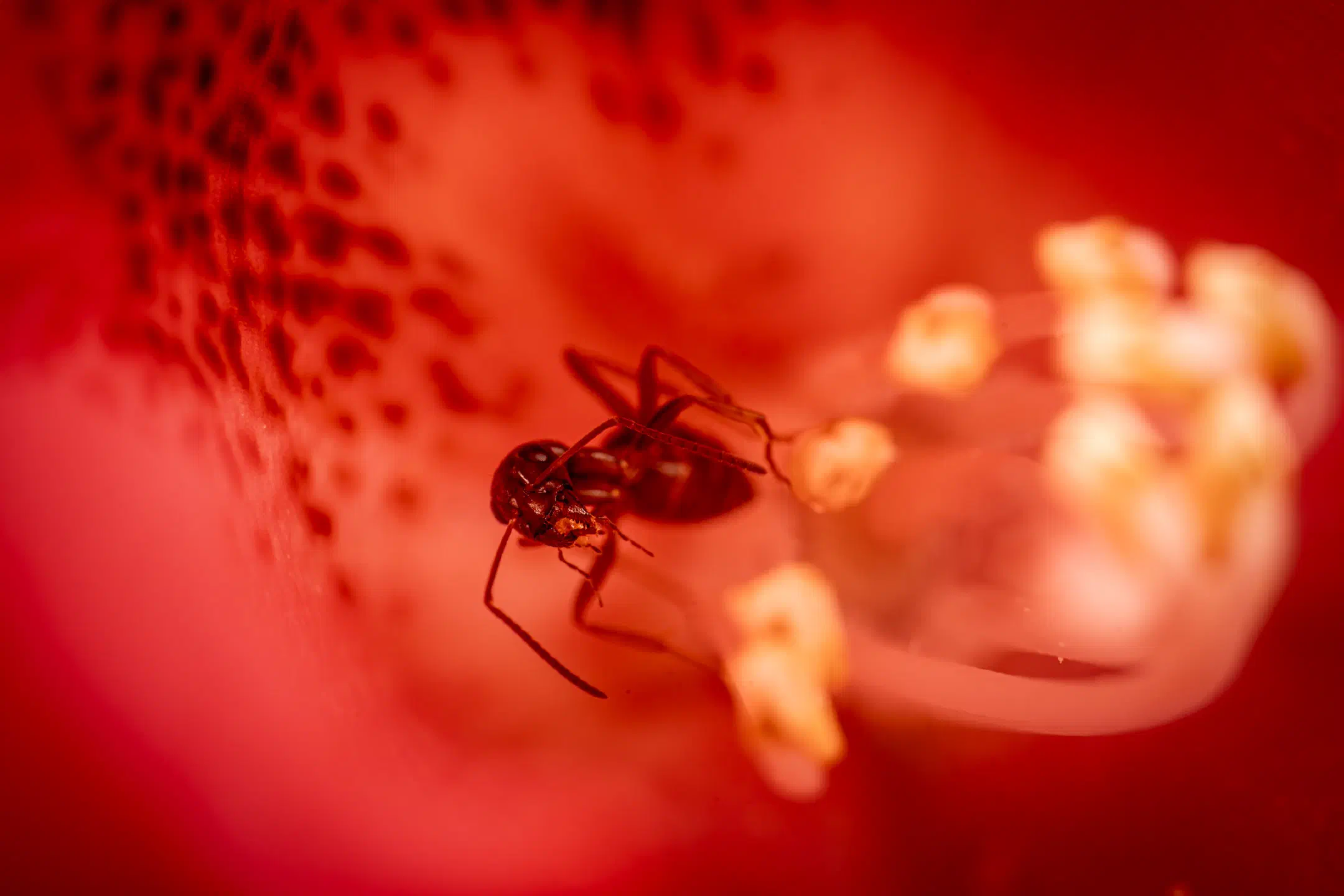 Odorous Ants | Odorous Ants