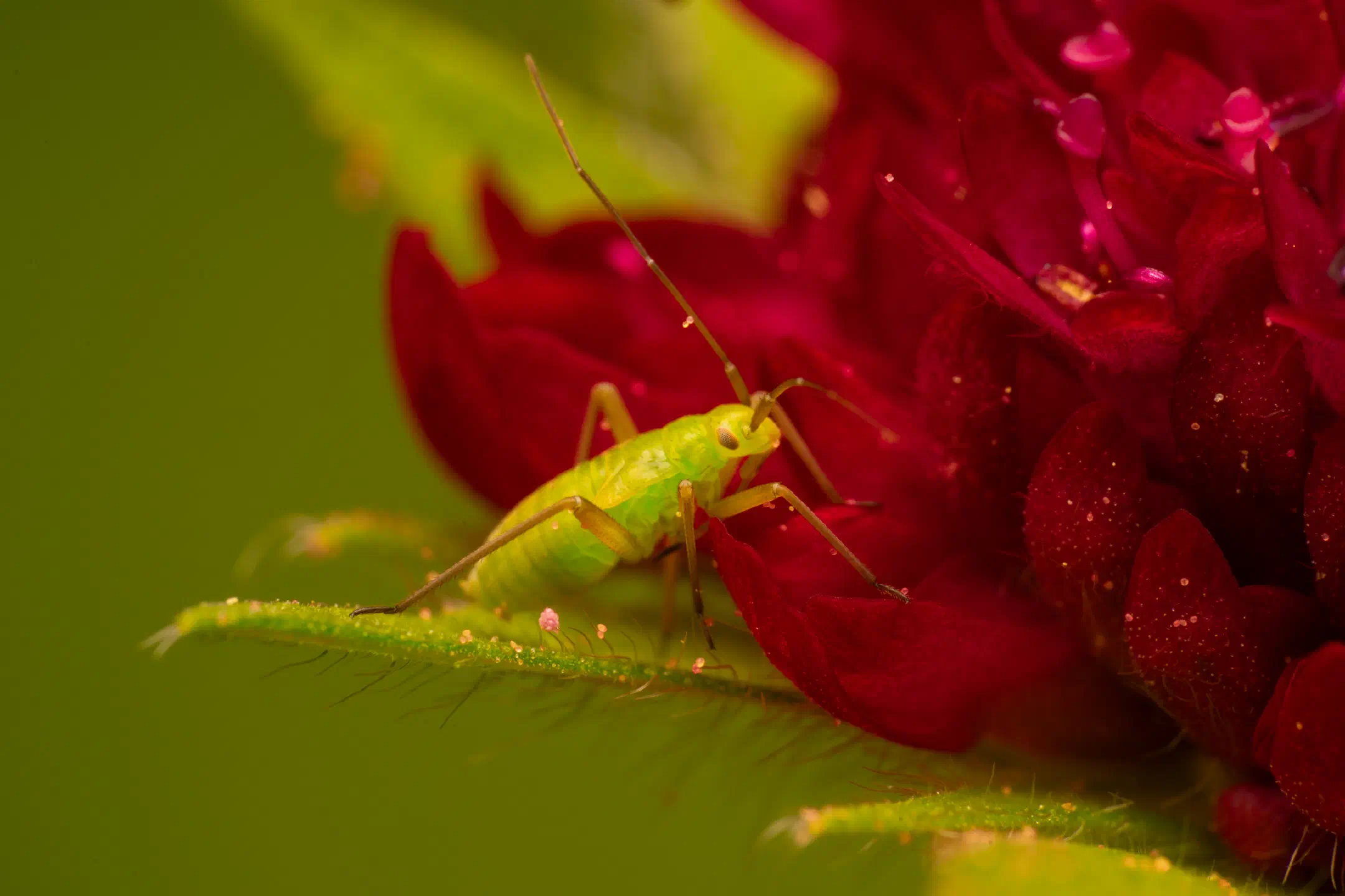Calocoris affinis | Calocoris affinis