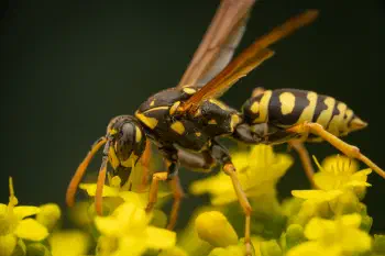 European Paper Wasp