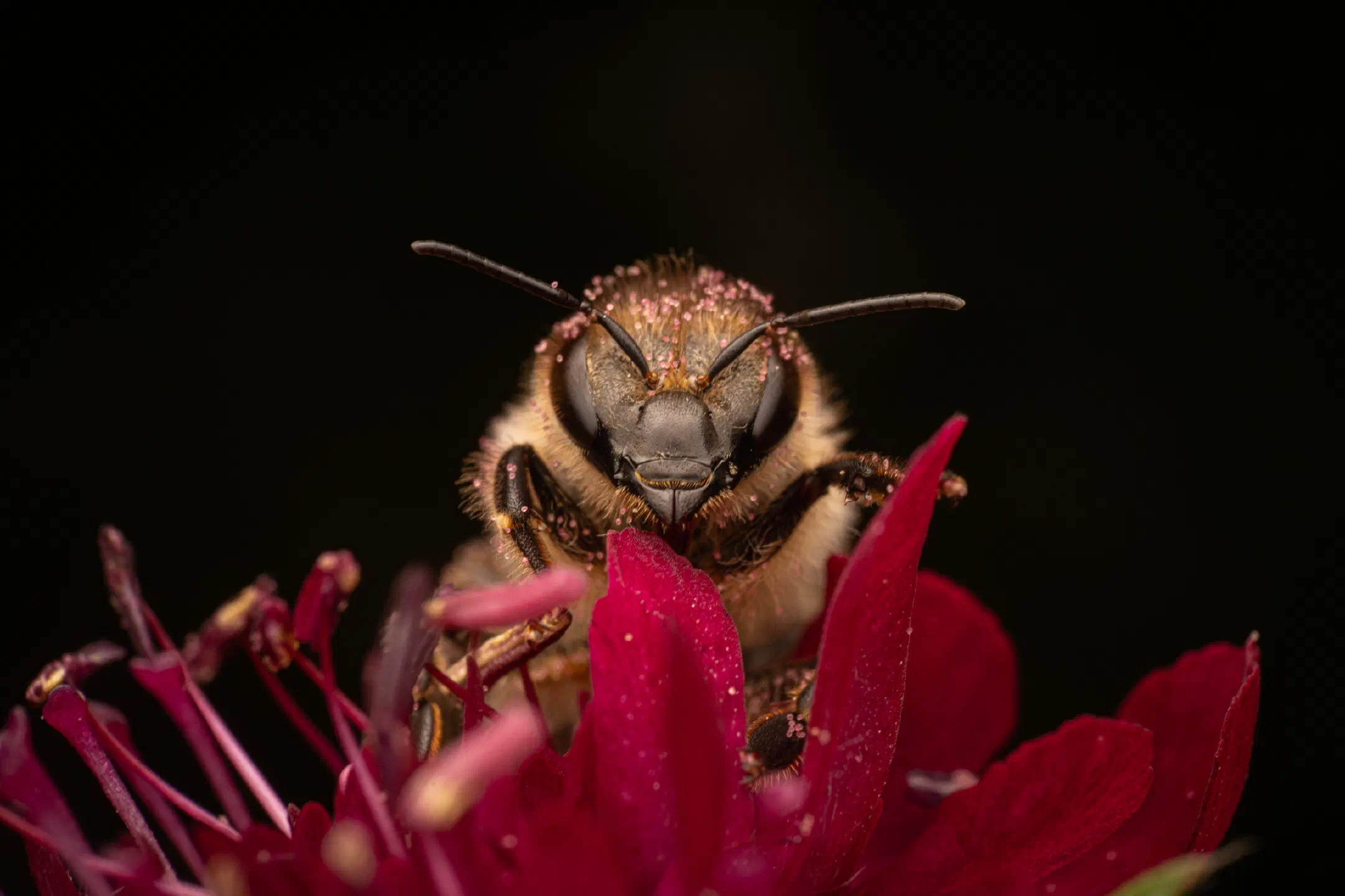 Western Honey Bee | Western Honey Bee