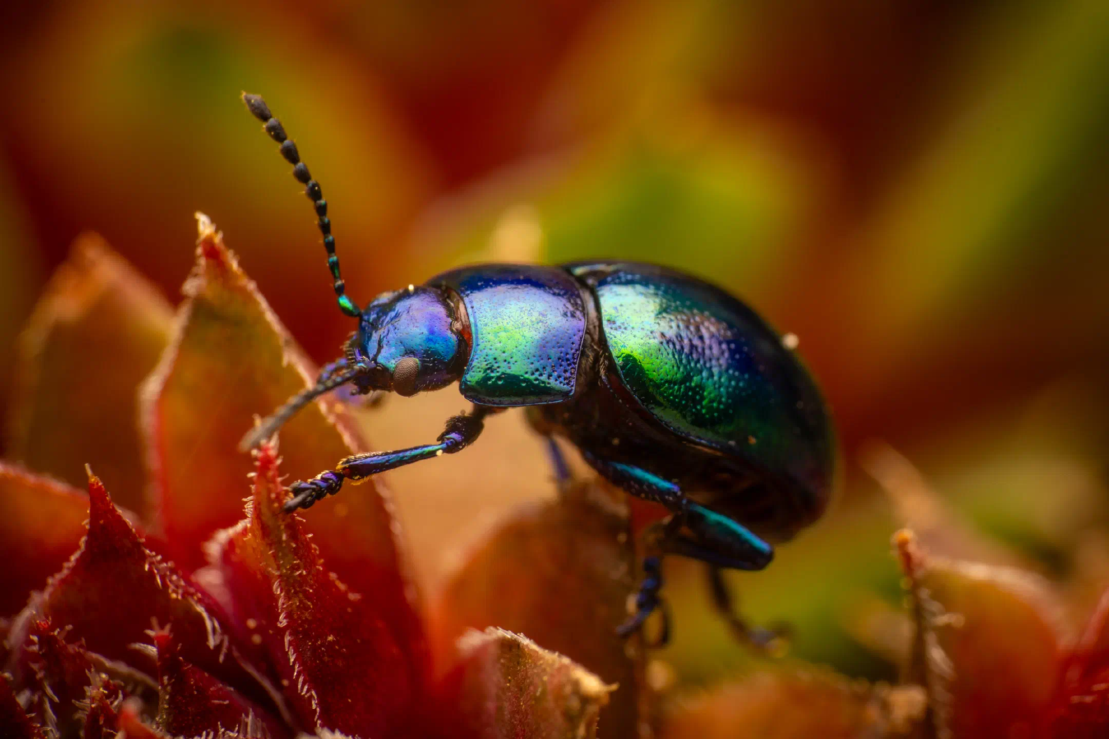 Mint beetle | Mint beetle