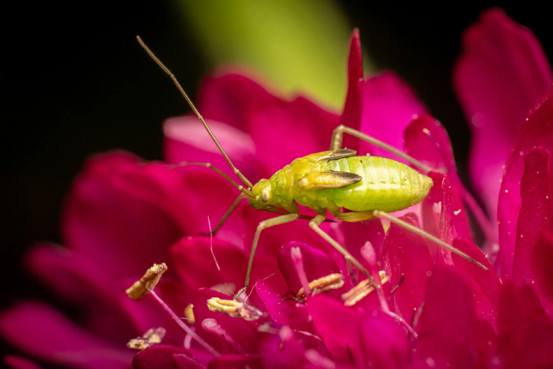Alfalfa Plant Bug | Alfalfa Plant Bug