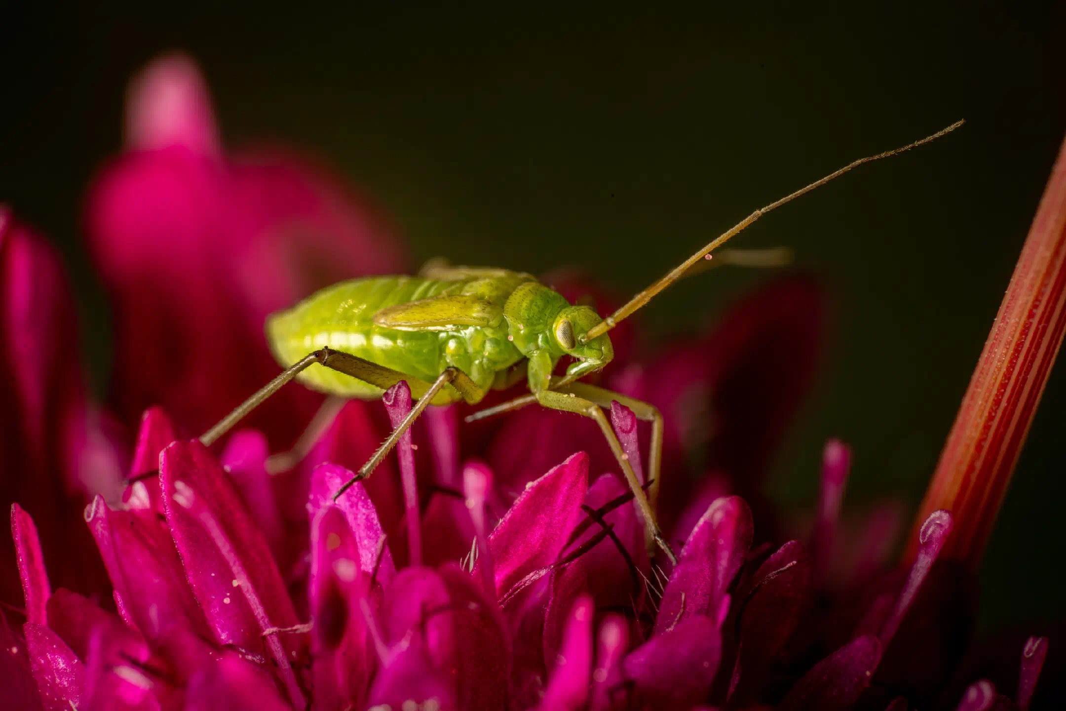 Alfalfa Plant Bug | Alfalfa Plant Bug