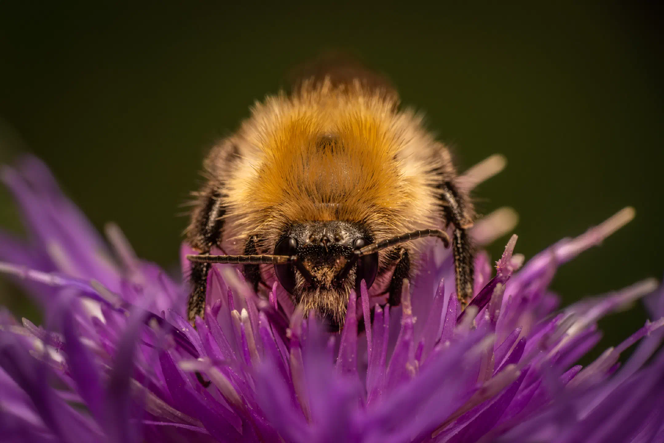 Garden Bumble Bee | Garden Bumble Bee