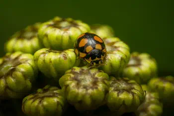 Coccinula quatuordecimpustulata