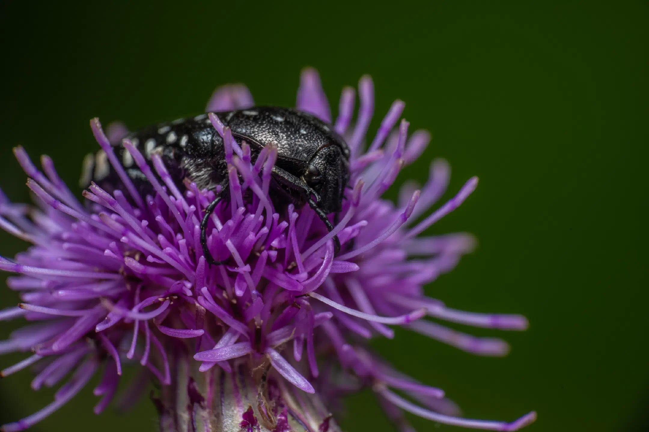 Mediterranean Spotted Chafer | Mediterranean Spotted Chafer