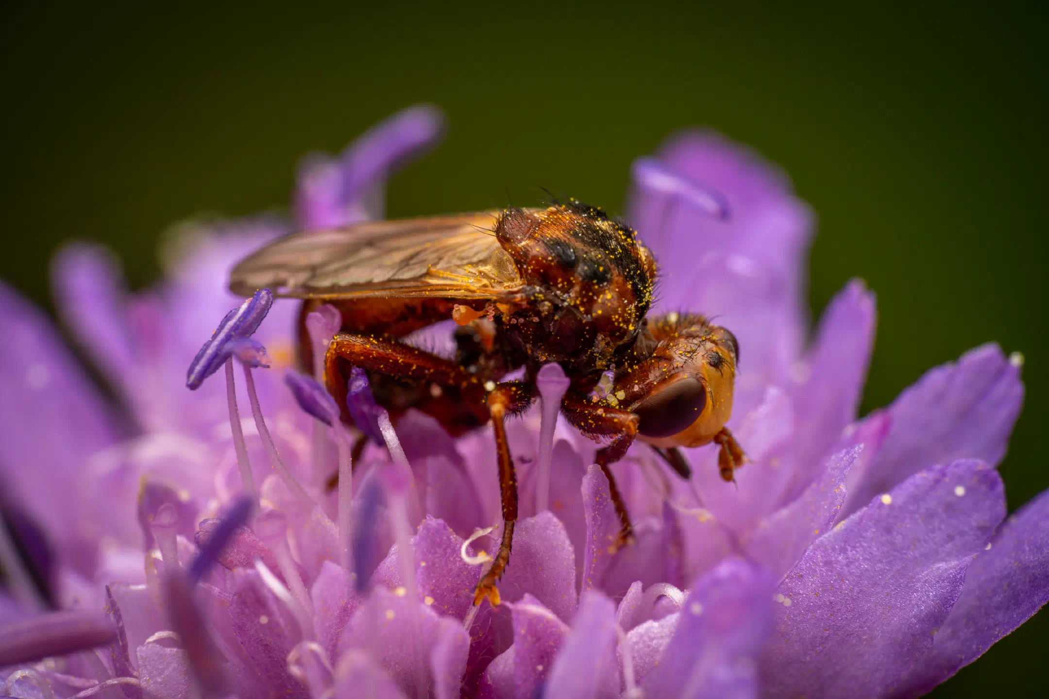 Ferruginous Bee-Grabber | Ferruginous Bee-Grabber