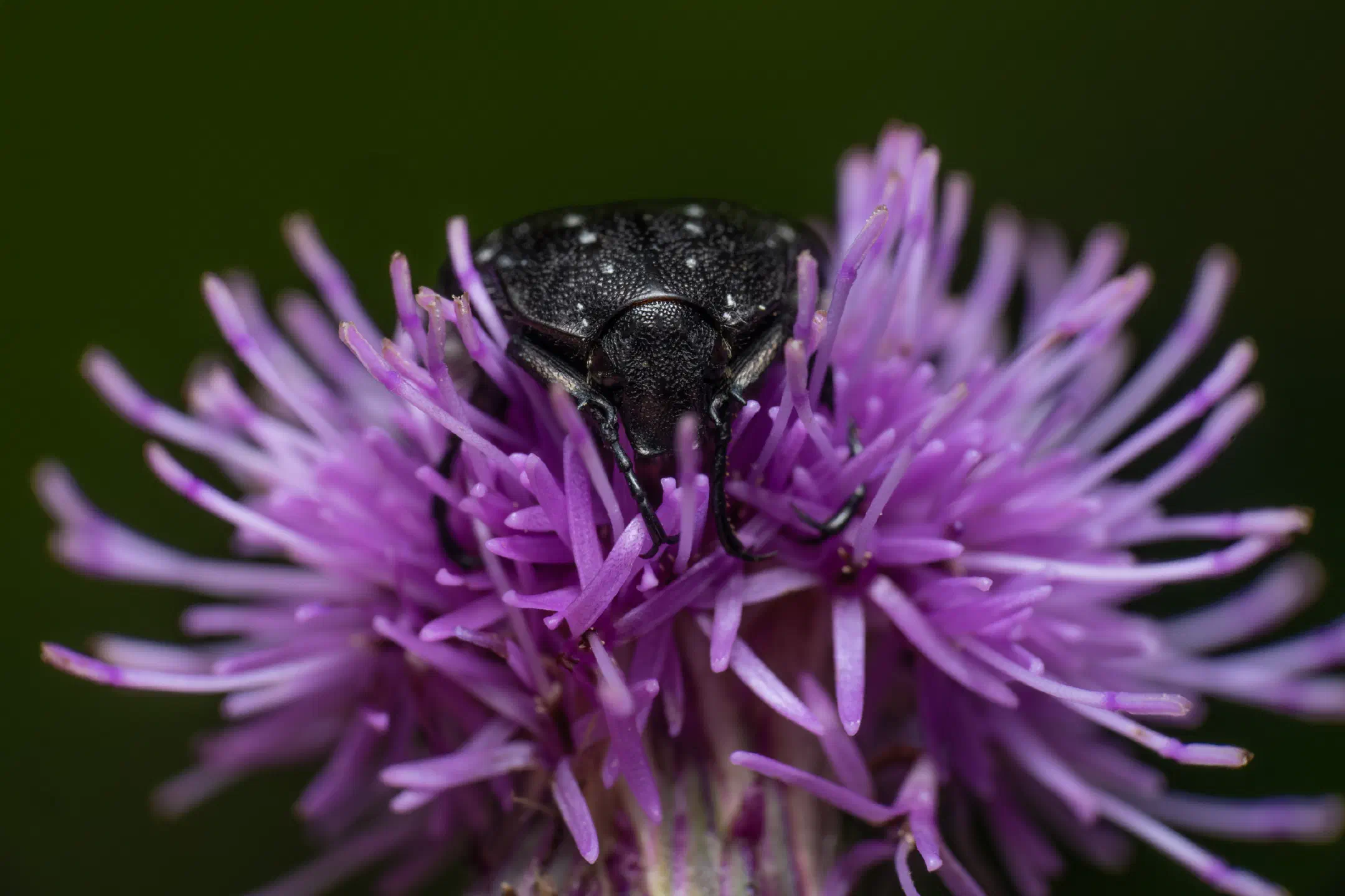 Mediterranean Spotted Chafer | Mediterranean Spotted Chafer
