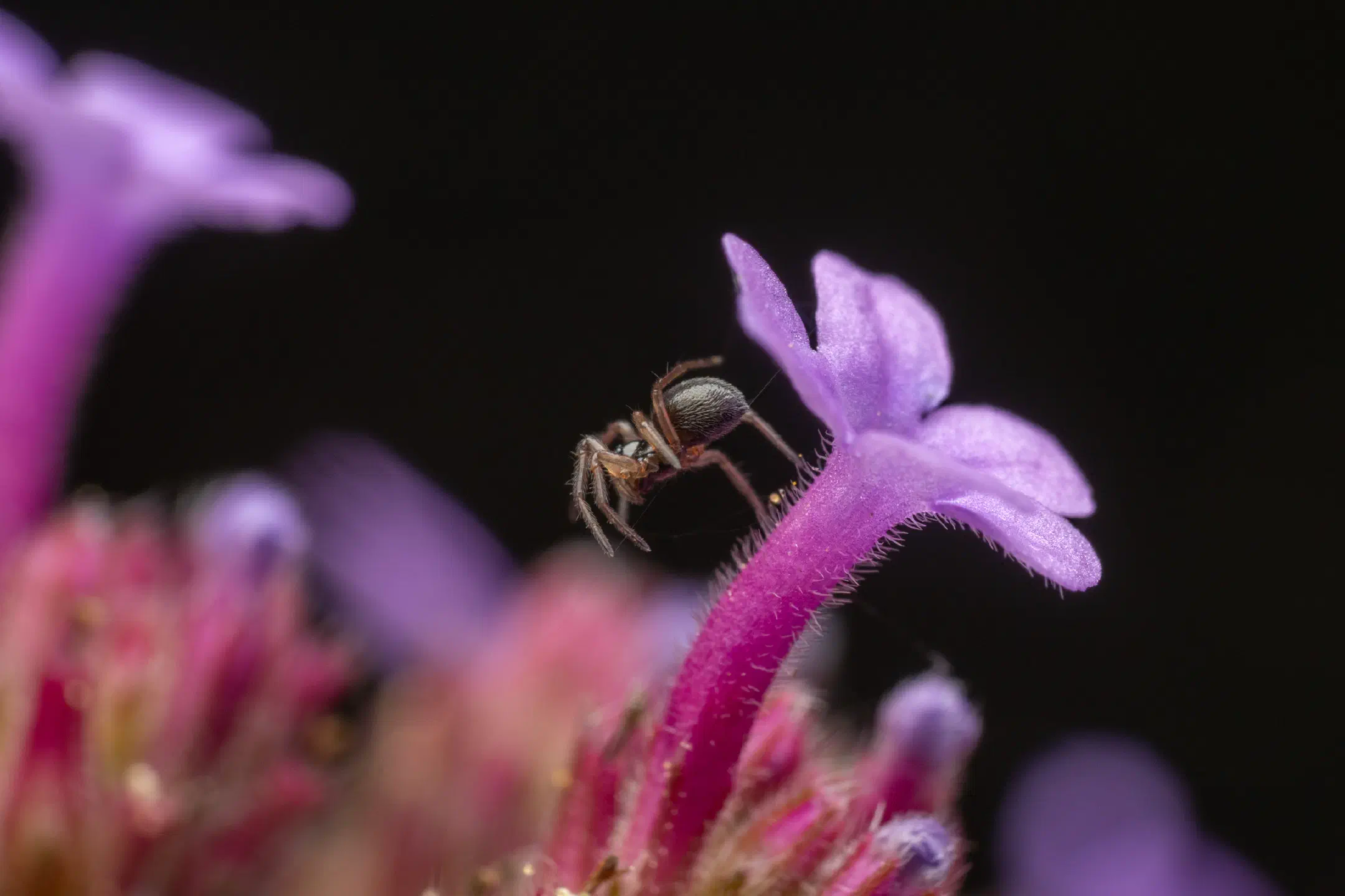 Garden Hammock Spider | Garden Hammock Spider