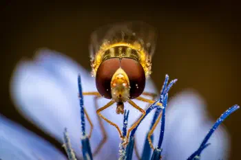 Marmalade Hover Fly