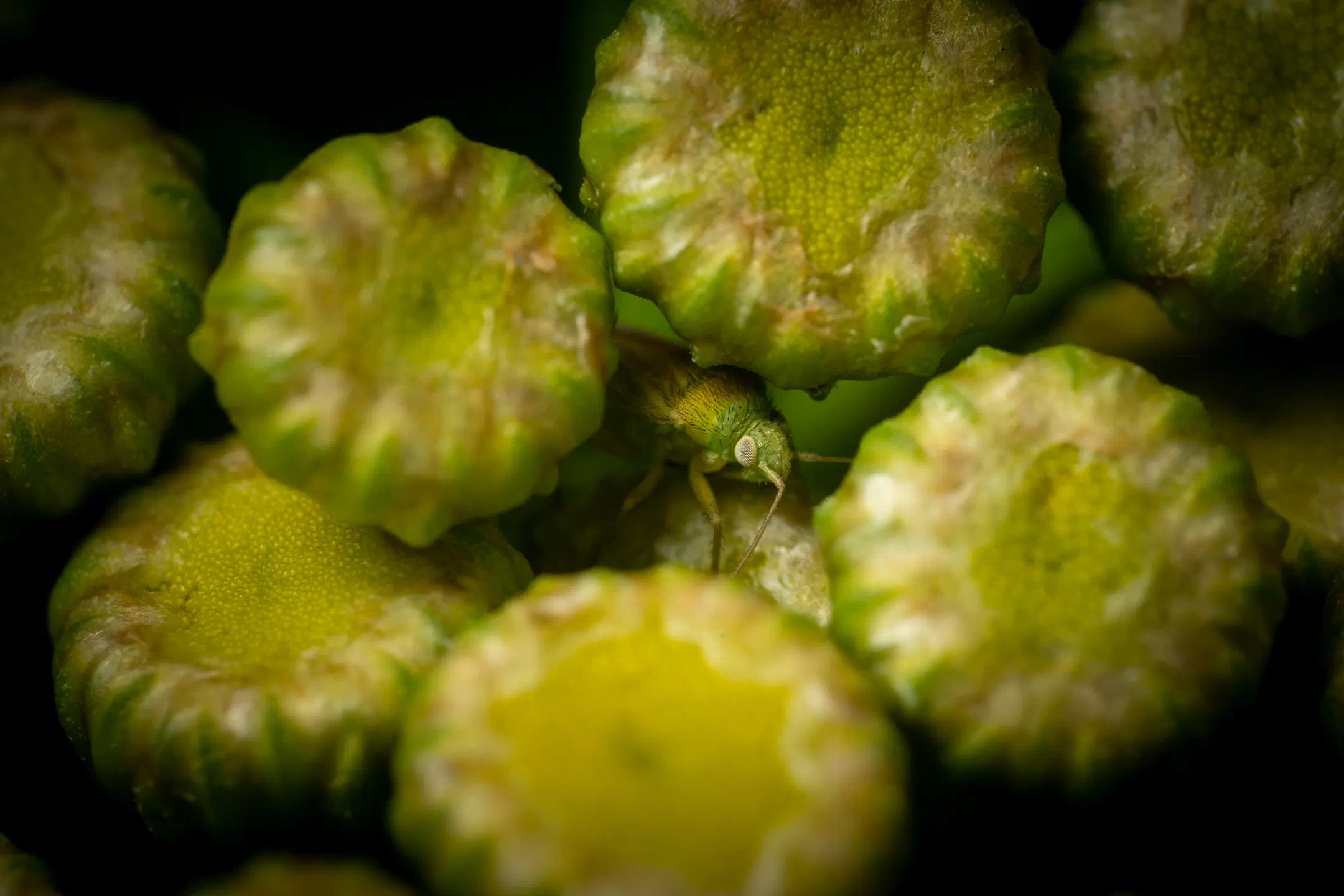 Megalocoleus tanaceti | Megalocoleus tanaceti