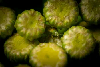 Megalocoleus tanaceti