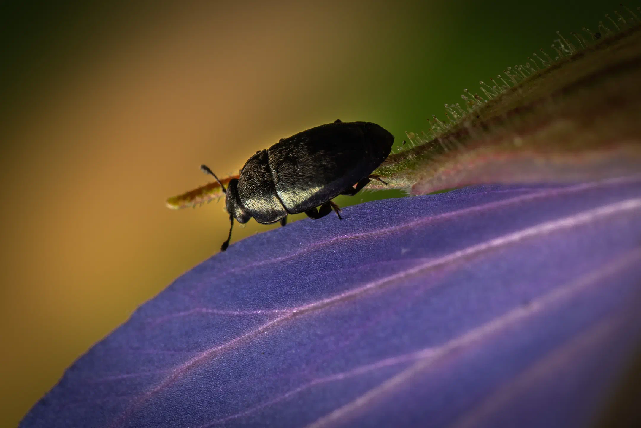 Common Pollen Beetle | Common Pollen Beetle
