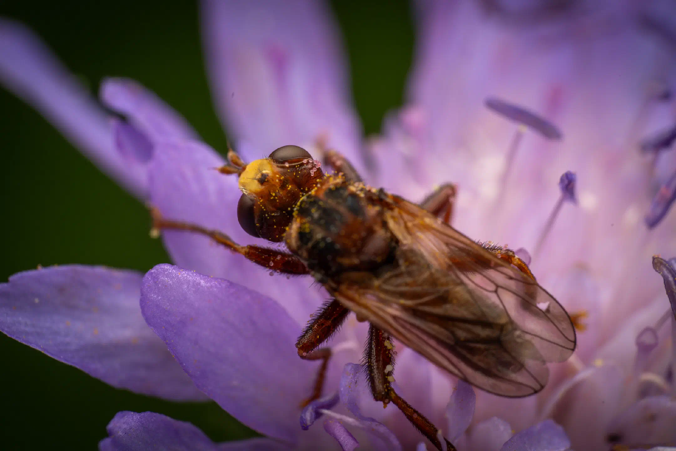 Ferruginous Bee-Grabber | Ferruginous Bee-Grabber