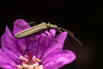 Greenish Oedemera