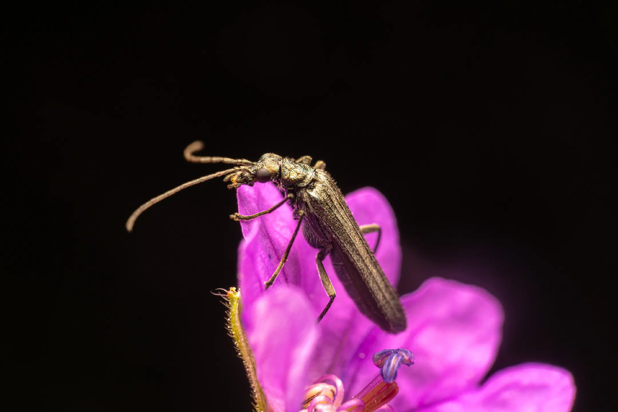 Greenish Oedemera | Greenish Oedemera