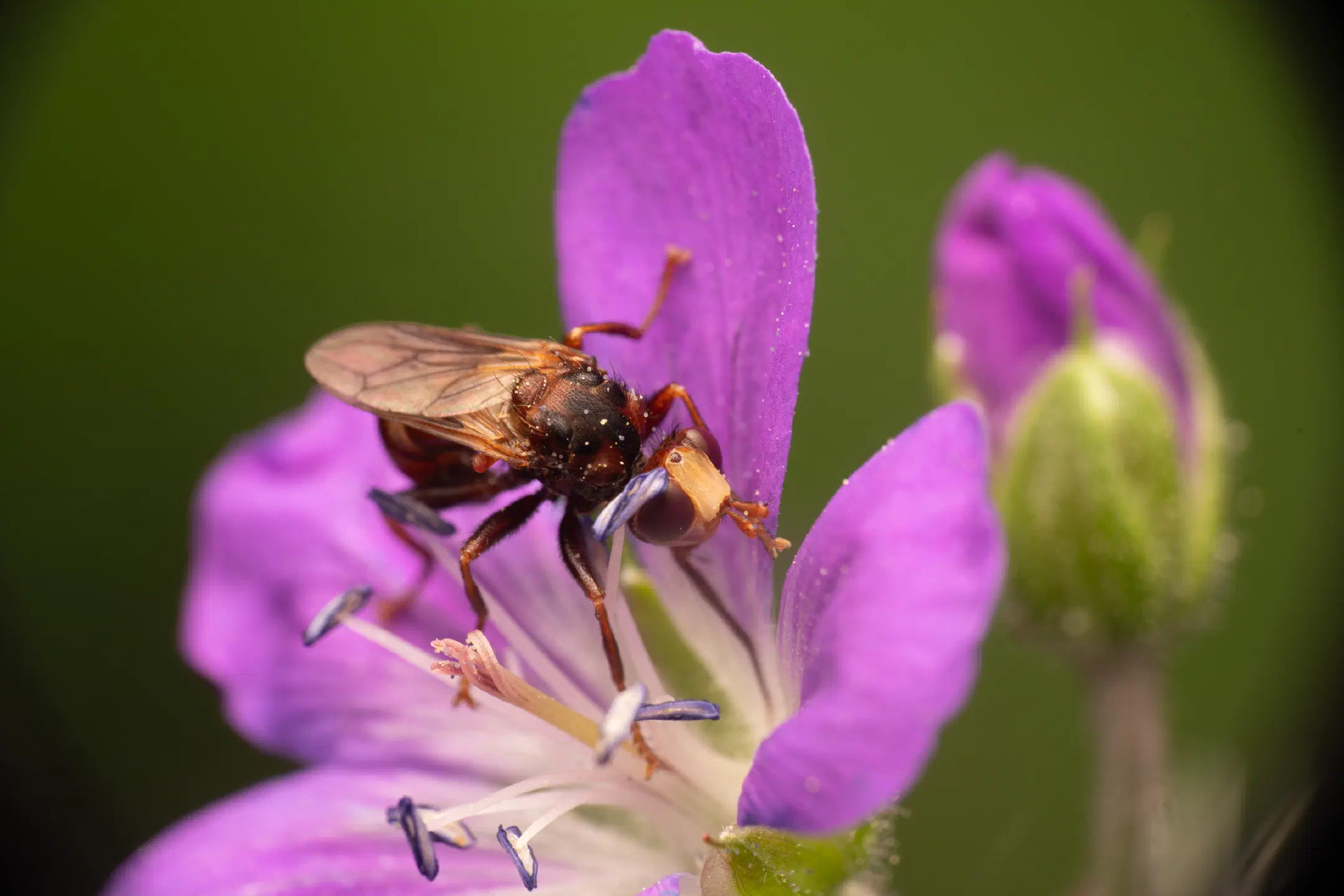 Ferruginous Bee-Grabber | Ferruginous Bee-Grabber