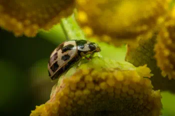 Fourteen-spotted Lady Beetle