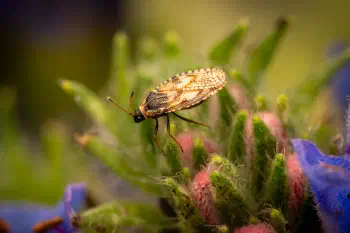 Bugloss Lace Bug