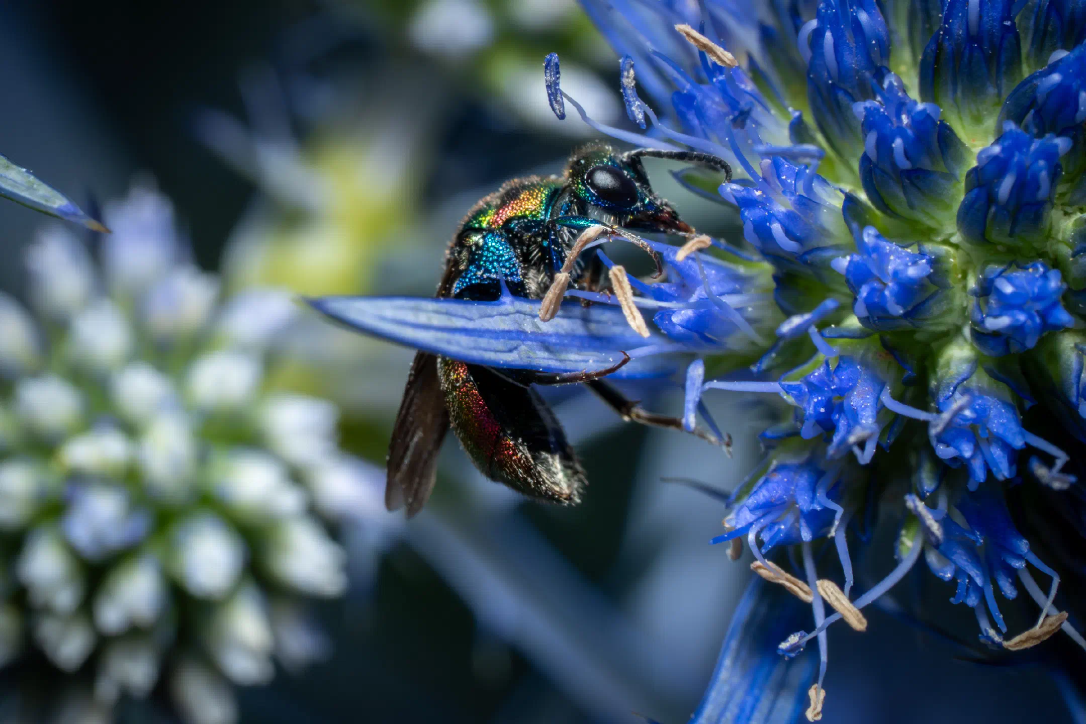 Ruby-tailed Cuckoo Wasps | Ruby-tailed Cuckoo Wasps
